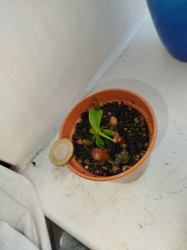 Nepenthes bloody mary - 'bloody, mary'