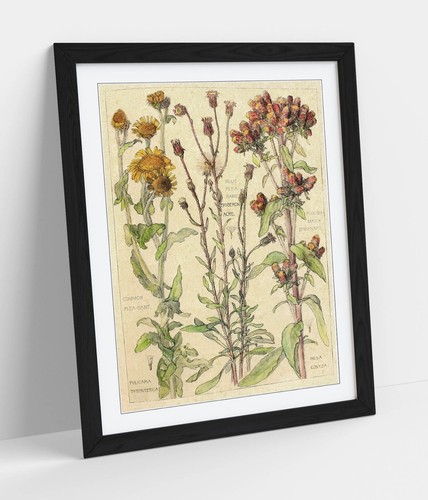 Vintage botanical flower - vintage,