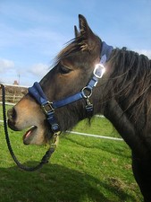 **SALE**HEAD COLLAR WITH SOFT