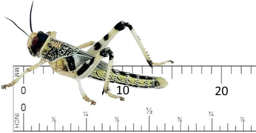 Live locusts - live, (10mm-20mm)