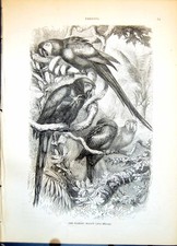 Antique Print Scarlet Macaw