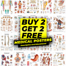 HUMAN ANATOMY CHIROPRACTIC EDUCATIONAL STUDENT MEDICAL POSTER PRINTS A4 A3 A2