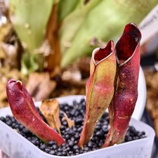 Heliamphora Sarracenioides