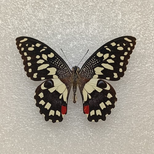 Lime swallowtail butterfly - swallowtail,