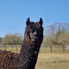 Calypso's Black Huacaya Alpaca