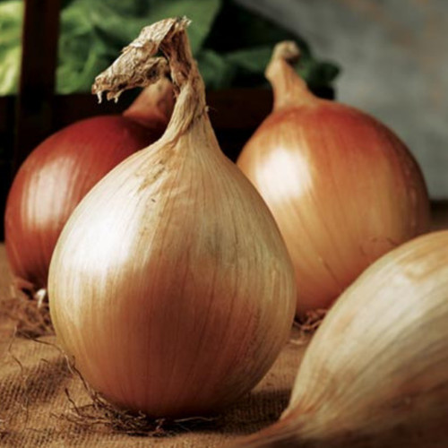 Onion seeds ailsa - seeds,