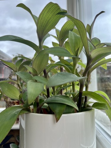 Tradescantia pallida blue - pallida, “blue