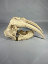 Replica animal skull Walrus Small Size ornament Taxidermy