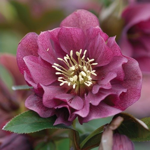 Helleborus hellebore - helleborus,