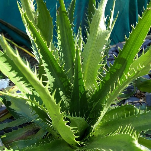 Eryngium agavafolium 2ltr size