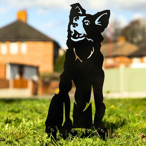 Border collie dog garden - border,