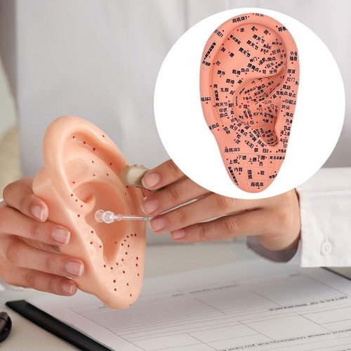 Ear model educational - ear,