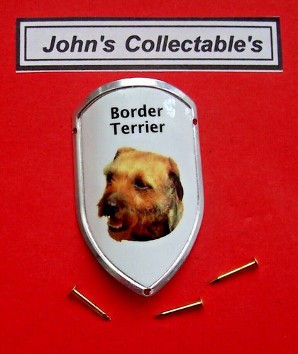 Border terrier walking - border,