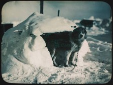 Antarctic Samson Chained At The Entrance Of His Dogloo 1915 OLD PHOTO