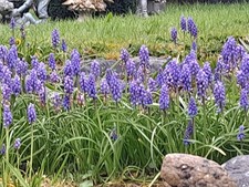 Large clump of potted grape hyacinth bulbs,in the green,plant now.spread well.