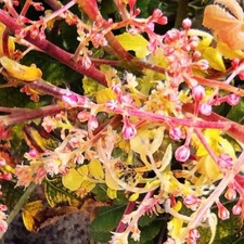 Boswellia papyrifera