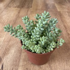 Sedum Burrito | 10cm Pot |