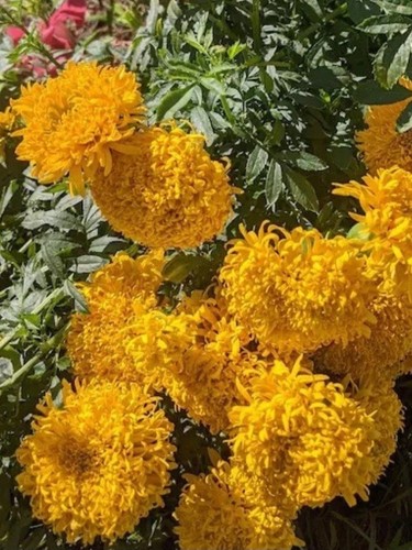 Marigold seeds mission - 50, “mission