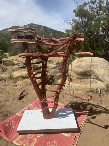 Manzanita bird perch - bird,