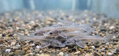 Small white sturgeon live - white,