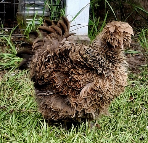 Frizzle penciled satin - penciled, &