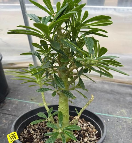 Rare cacti plant - plant, dorstenia