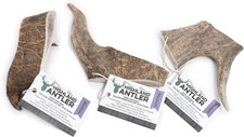 Highland Fallow Deer Antlers