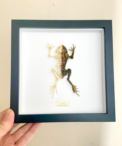 Toad skeleton framed - skeleton,
