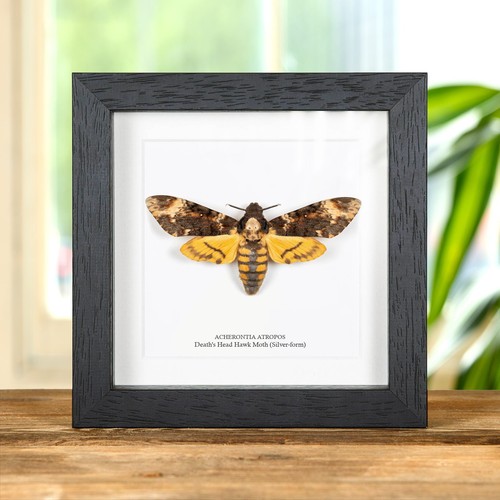 Death head hawk moth - death's,