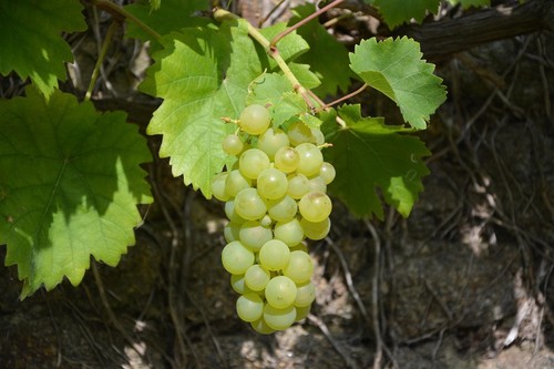 Grape vine vitis - grape, van