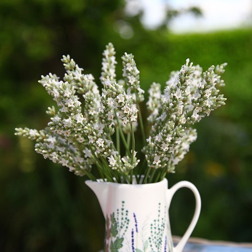 Lavender exceptional - lavender, ‘exceptional’