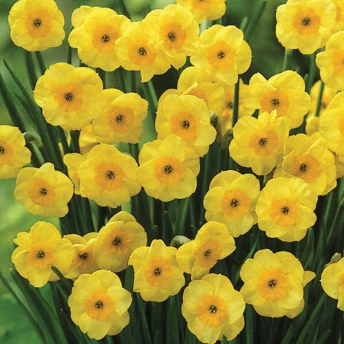 Mini daffodil sun disc - sun,