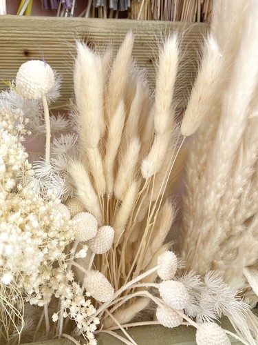 Rabbit tail grass bunny - x,