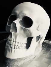 READY TO POST latex and fibreglass mould of a Display teachers 1.1 human skull