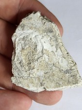 37-30myo Turtle/Tortoise