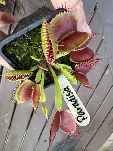 Venus flytrap dionaea - flytrap,