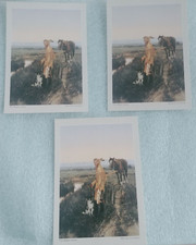 "The Rabbit Snare", By Michael Coleman" (3) Leanin Tree Postcards, New, Unposted