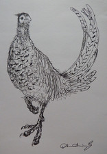 Original Pen & Ink Bird Game Ornithological Drawing of a Pheasant on Paper