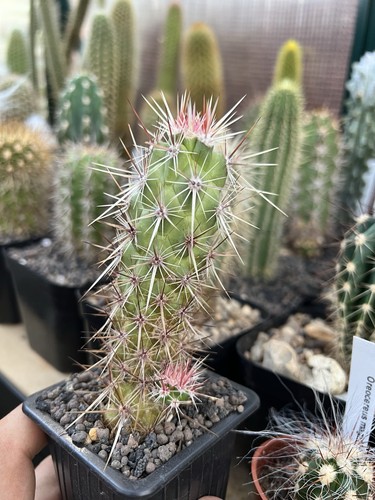 Echinocereus brandegeei - echinocereus, brandegeei-