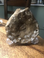 Huge plesiosaurus vertebrae - huge,