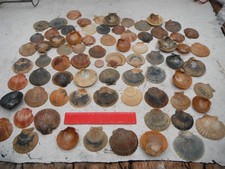 large job lot of 70 N.Wales Queen scallop shells , crafting, home decor,