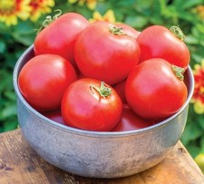 Red Tomato Plug Plants Grow