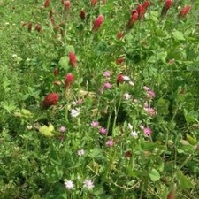 GREEN MANURE - SUMMER QUICK