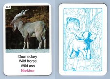 Markhor - Animal World 1970's
