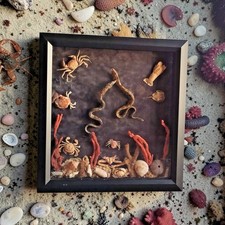 Real Eel Taxidermy Crabs