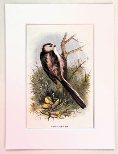 Long tailed tit mounted - long,