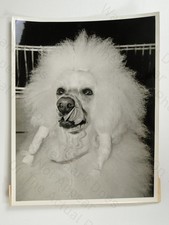 Poodle dog timothy - timothy, white