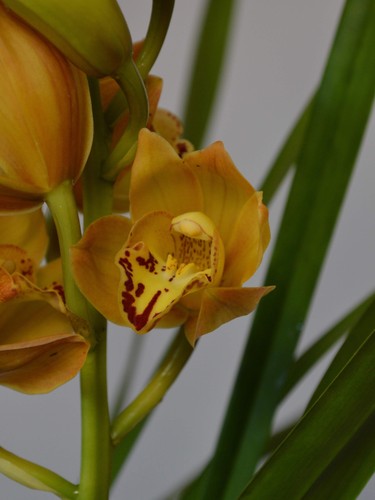 Enzan forest golden yellow - enzan,