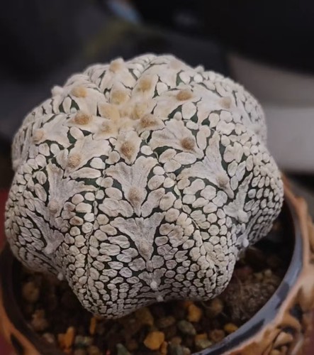 Astrophytum asterias