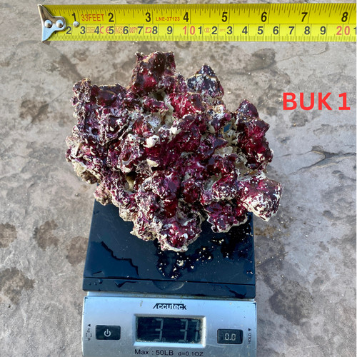 Super rare live rocks - live,